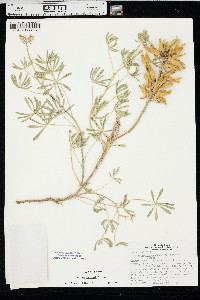 Lupinus plattensis image