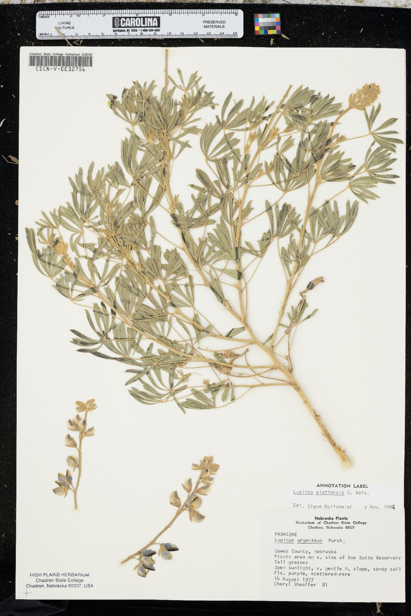 Lupinus plattensis image