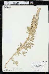 Lupinus plattensis image