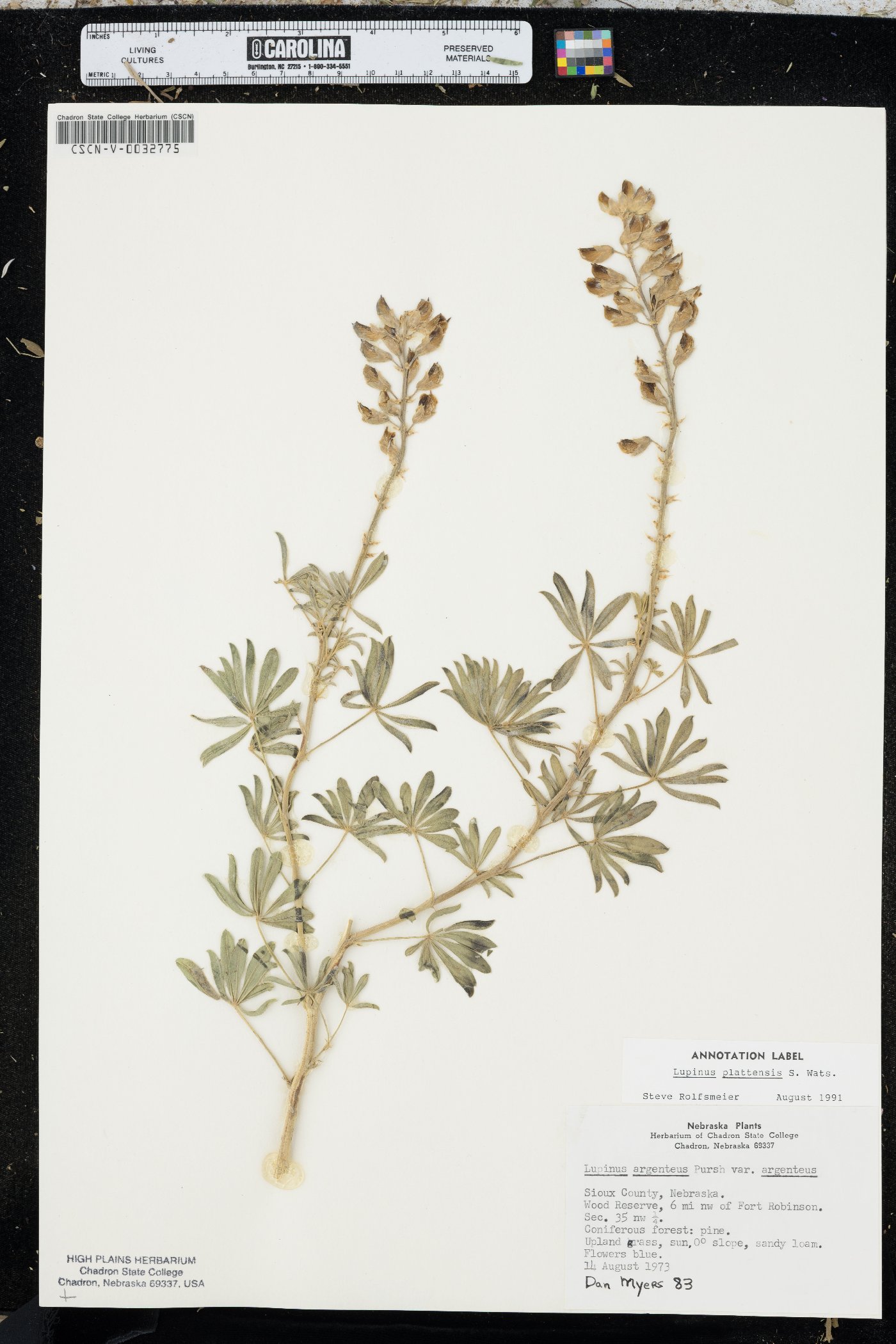 Lupinus plattensis image