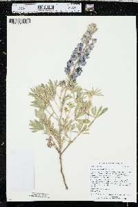 Lupinus plattensis image