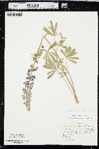 Lupinus polyphyllus var. humicola image