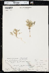 Lupinus pusillus image