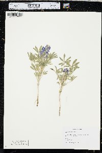 Lupinus pusillus image