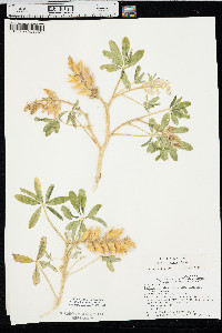 Lupinus pusillus image