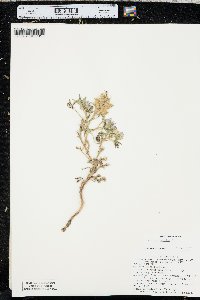 Lupinus pusillus image