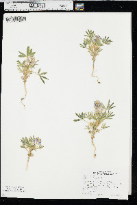 Lupinus pusillus image