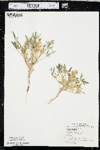 Lupinus pusillus image