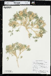 Lupinus pusillus subsp. pusillus image