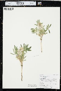 Lupinus pusillus image