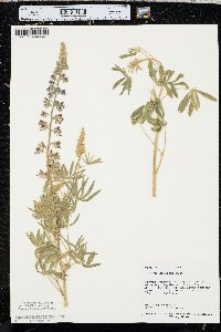 Lupinus sericeus image