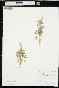 Lupinus sparsiflorus image