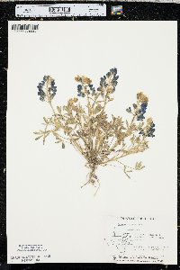 Lupinus texensis image