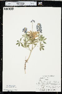 Lupinus texensis image