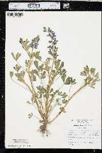 Lupinus texensis image