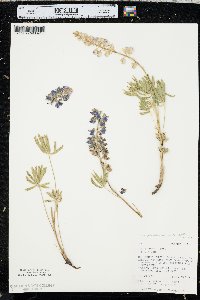 Lupinus polyphyllus var. humicola image