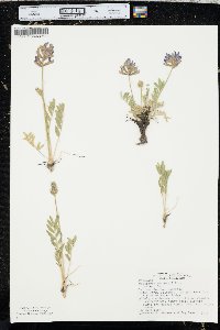 Oxytropis lambertii image