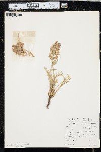 Oxytropis lambertii var. lambertii image