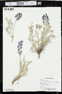 Oxytropis lambertii image