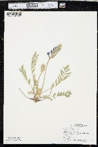 Oxytropis lambertii image