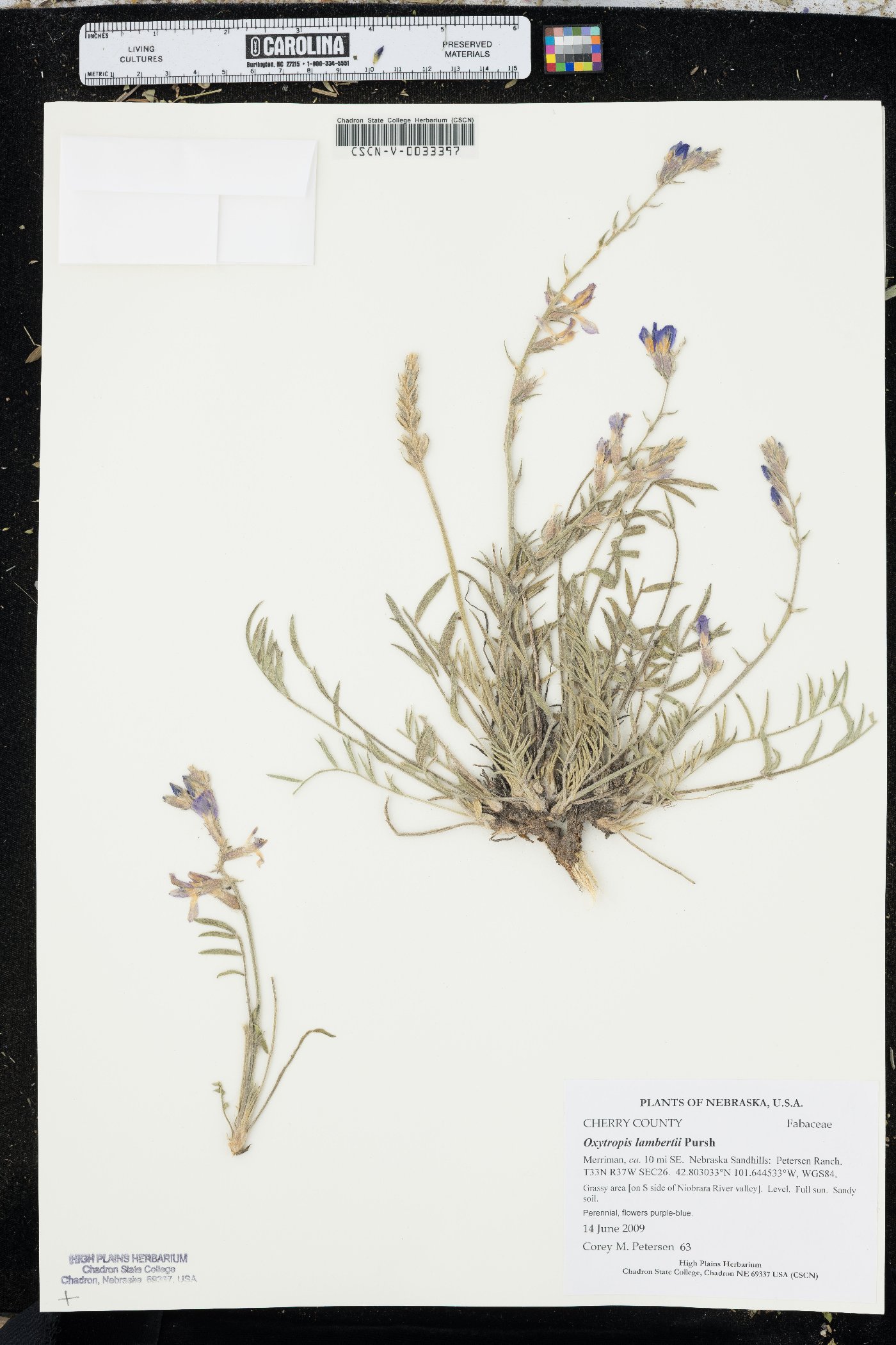 Oxytropis lamberti image