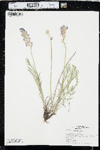 Oxytropis lambertii image