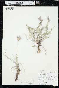 Oxytropis sericea image