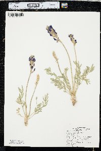 Oxytropis lambertii image