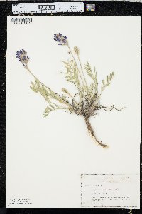 Oxytropis lambertii image