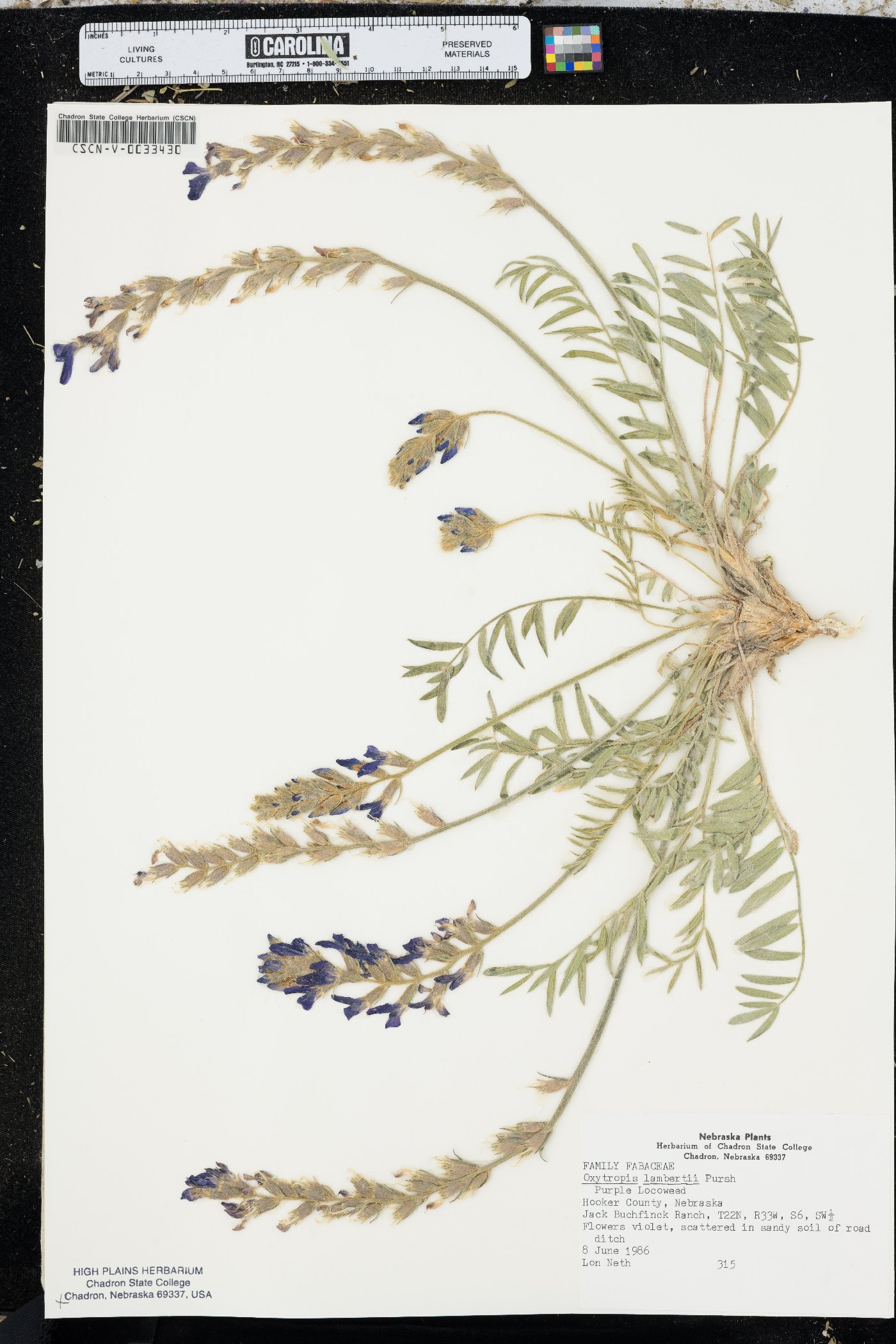 Oxytropis lamberti image