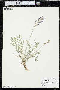 Oxytropis lambertii image