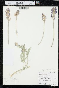 Oxytropis sericea image