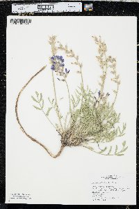 Oxytropis lambertii image