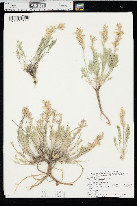 Oxytropis lambertii image