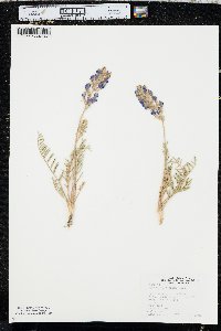 Oxytropis lambertii image