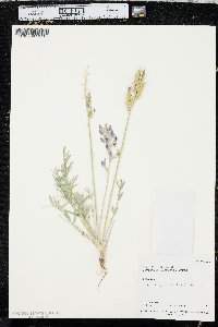 Oxytropis lambertii image