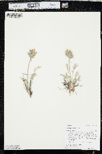 Oxytropis nana image