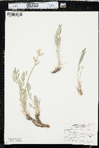 Oxytropis sericea image