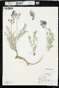 Oxytropis sericea image