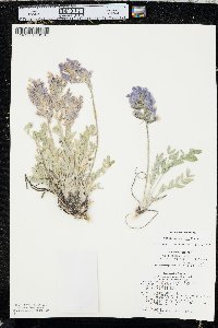 Oxytropis sericea image