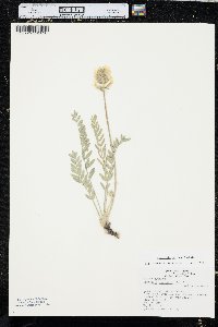 Oxytropis sericea image