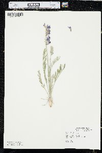 Oxytropis sericea image