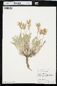 Oxytropis sericea image