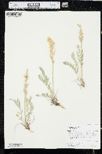 Oxytropis sericea image