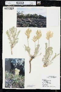 Oxytropis sericea var. sericea image