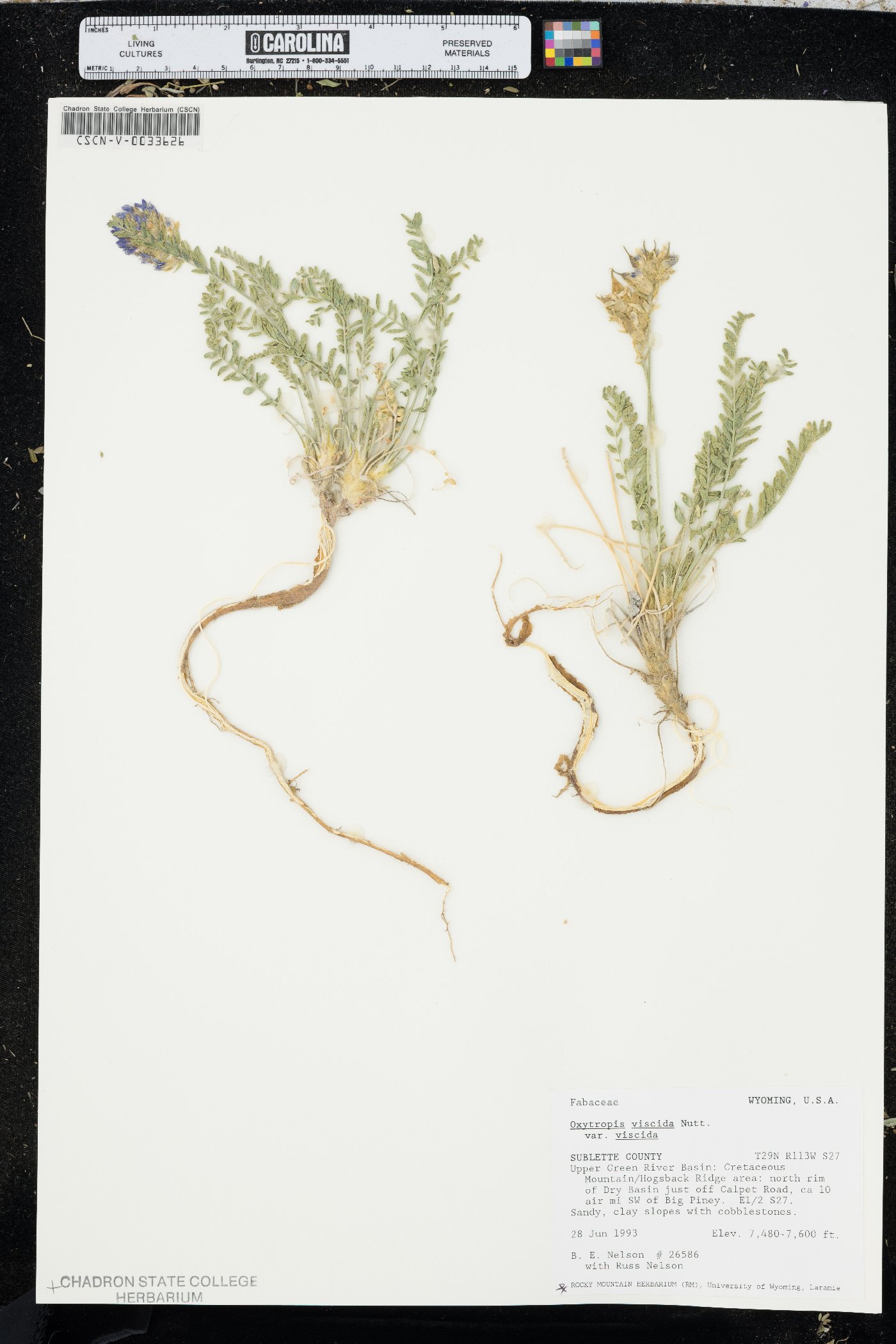 Oxytropis viscida var. viscida image