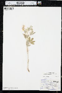 Pediomelum argophyllum image