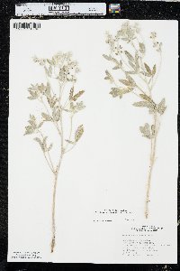 Pediomelum argophyllum image