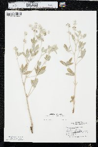 Pediomelum argophyllum image