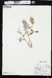 Pediomelum esculentum image